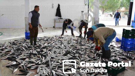 Muğla’dan 618 Milyon Dolarlık Balık İhracatı Başarısı