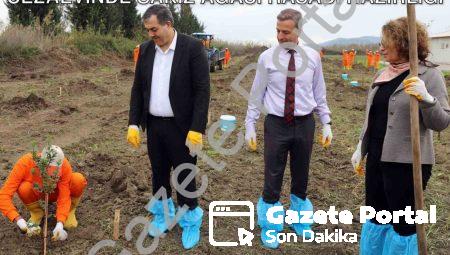 Dalaman’da Toprakla Buluşan Umut: Cezaevinde Sakız Ağacı Hasadı Hazırlığı