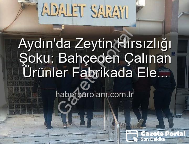 zeytin hırsızlığı - Aydın'da Bahçeden Çalınan Zeytinler Organize Takiple Fabrikada Ele Geçirildi: 2 Şüpheli Tutuklandı
