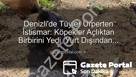 Denizli’de Tüyler Ürperten İstismar: Köpekler Açlıktan Birbirini Yedi, Yurt Dışından Toplanan Bağışlar Kayıp!