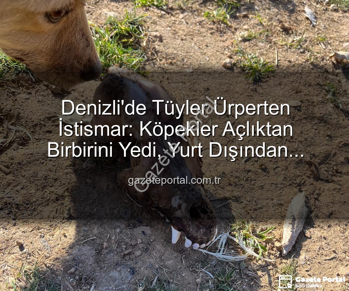 hayvan istismarı - Denizli'de Tüyler Ürperten İstismar: Köpekler Açlıktan Birbirini Yedi, Yurt Dışından Toplanan Bağışlar Kayıp!