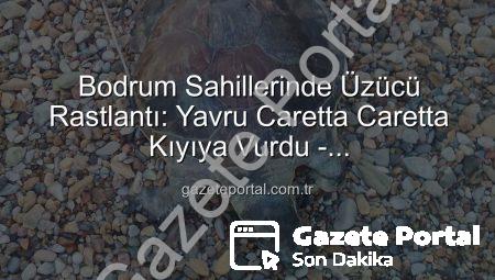 Bodrum Sahillerinde Üzücü Rastlantı: Yavru Caretta Caretta Kıyıya Vurdu – Gazeteportal.com.tr