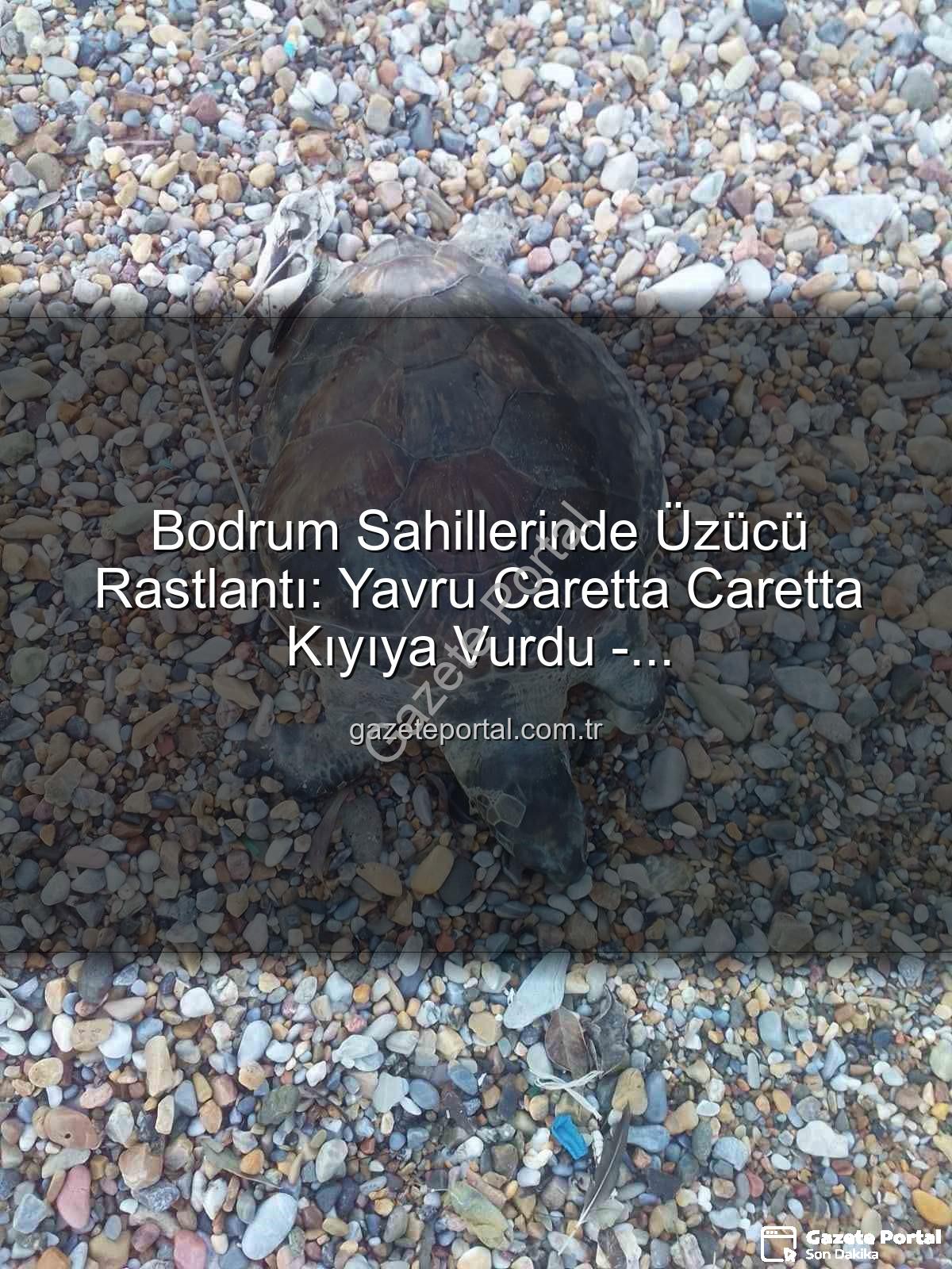 yavru caretta caretta - Bodrum Sahillerinde Üzücü Rastlantı: Yavru Caretta Caretta Kıyıya Vurdu - Gazeteportal.com.tr