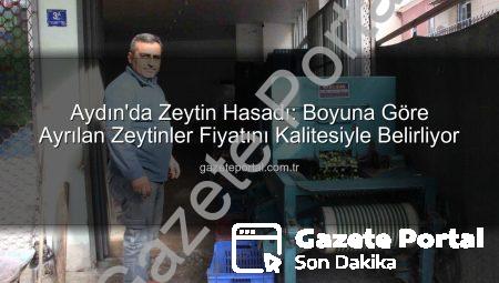 Aydın’da Zeytin Hasadı: Boyuna Göre Ayrılan Zeytinler Fiyatını Kalitesiyle Belirliyor