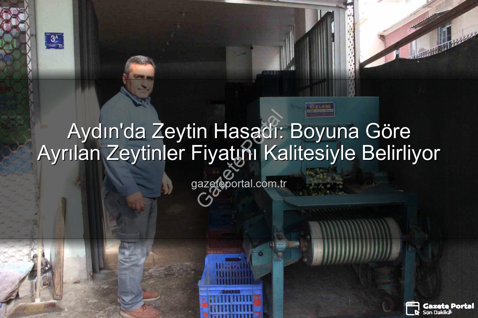 Aydın zeytin hasadı - Aydın'da Zeytin Hasadı: Boyuna Göre Ayrılan Zeytinler Fiyatını Kalitesiyle Belirliyor