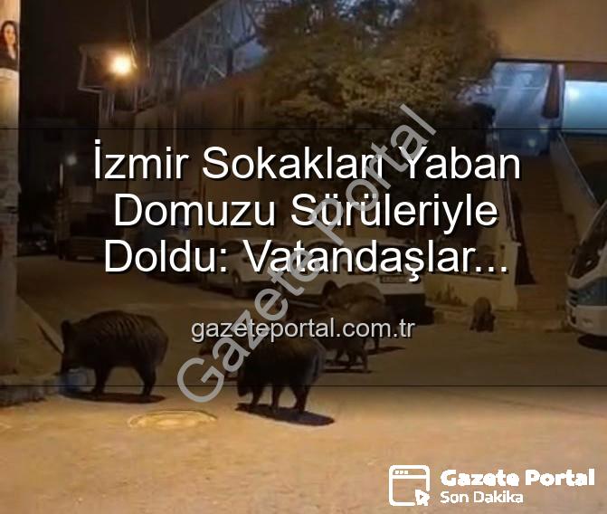 yaban domuzu - İzmir Sokakları Yaban Domuzu Sürüleriyle Doldu: Vatandaşlar Endişeli, Yetkililere Çağrı Var